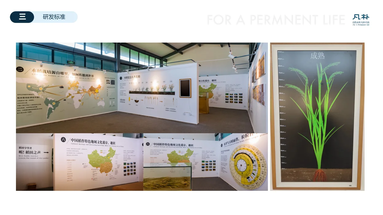 原稿中的米主题科普展陈,展示水稻形态、知识展板与互动内容